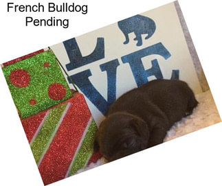 French Bulldog Pending