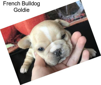 French Bulldog Goldie