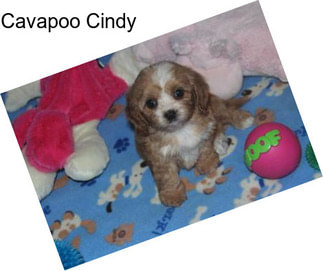 Cavapoo Cindy