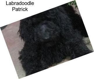 Labradoodle Patrick