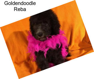 Goldendoodle Reba