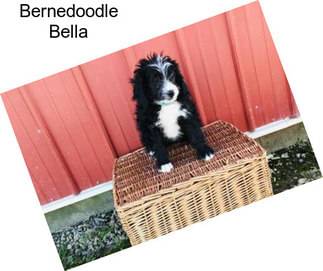 Bernedoodle Bella