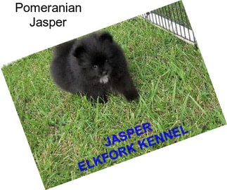 Pomeranian Jasper