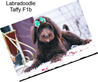 Labradoodle Taffy F1b