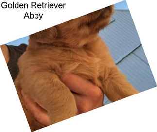 Golden Retriever Abby