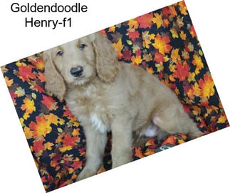 Goldendoodle Henry-f1