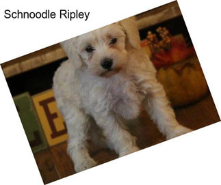 Schnoodle Ripley