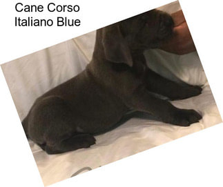 Cane Corso Italiano Blue