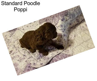 Standard Poodle Poppi