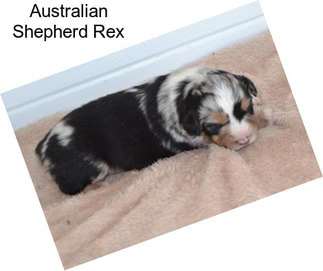 Australian Shepherd Rex