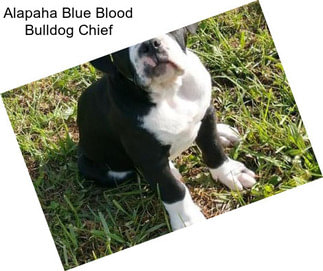 Alapaha Blue Blood Bulldog Chief