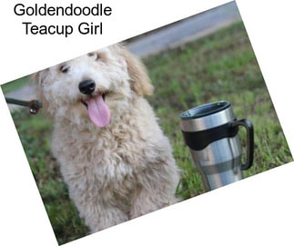 Goldendoodle Teacup Girl