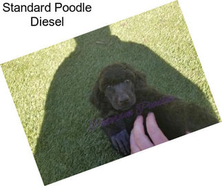 Standard Poodle Diesel