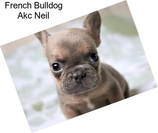 French Bulldog Akc Neil