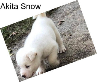 Akita Snow