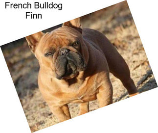 French Bulldog Finn