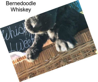 Bernedoodle Whiskey