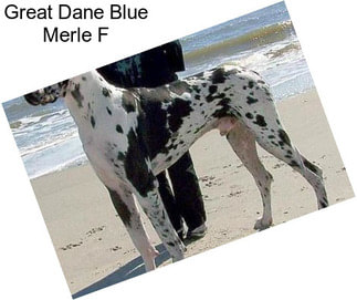 Great Dane Blue Merle F