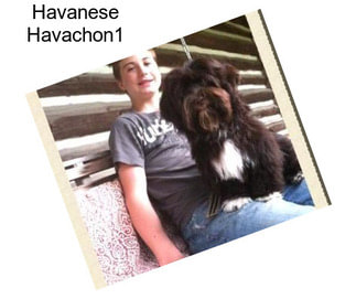 Havanese Havachon1