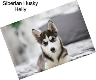 Siberian Husky Helly