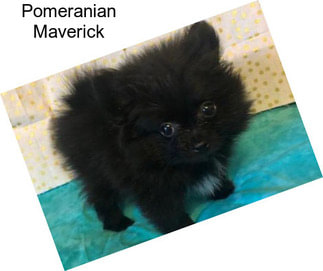 Pomeranian Maverick