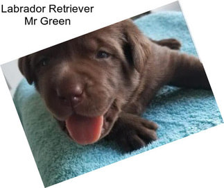 Labrador Retriever Mr Green