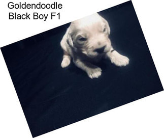 Goldendoodle Black Boy F1