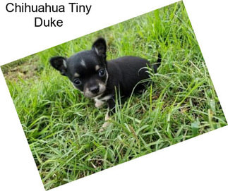 Chihuahua Tiny Duke