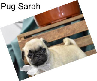 Pug Sarah