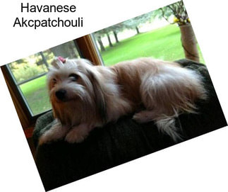 Havanese Akcpatchouli