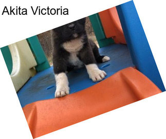 Akita Victoria