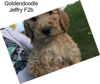 Goldendoodle Jeffry F2b