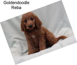 Goldendoodle Reba