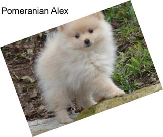 Pomeranian Alex