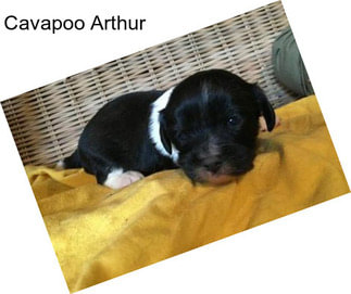 Cavapoo Arthur