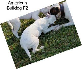 American Bulldog F2