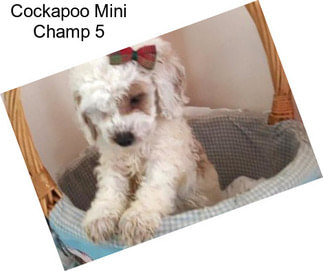 Cockapoo Mini Champ 5