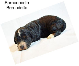 Bernedoodle Bernadette