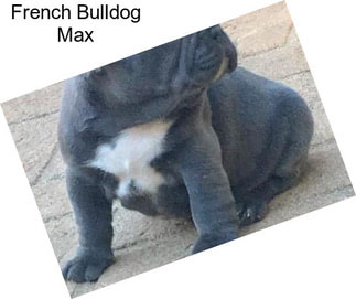 French Bulldog Max