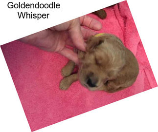 Goldendoodle Whisper