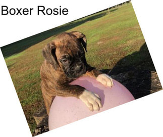 Boxer Rosie