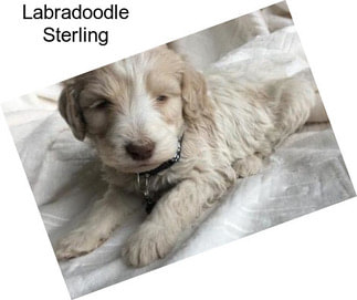 Labradoodle Sterling