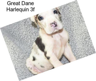 Great Dane Harlequin 3f