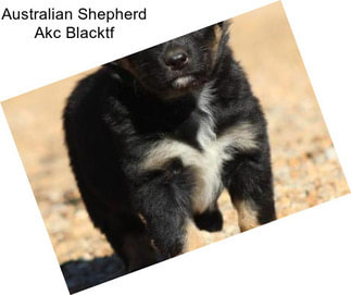 Australian Shepherd Akc Blacktf