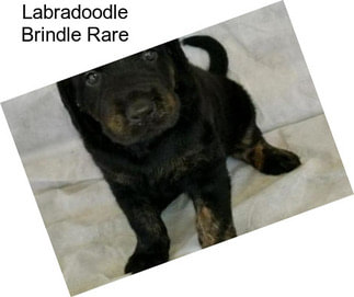 Labradoodle Brindle Rare