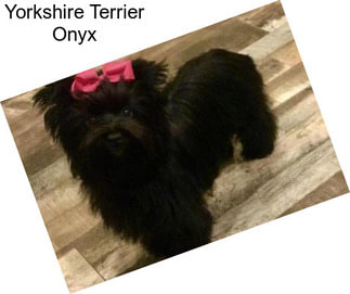 Yorkshire Terrier Onyx