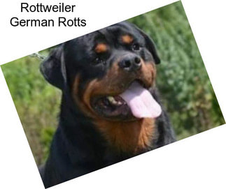 Rottweiler German Rotts