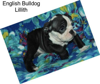 English Bulldog Lillith