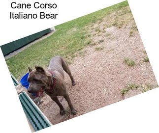 Cane Corso Italiano Bear