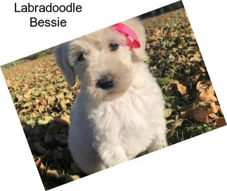 Labradoodle Bessie